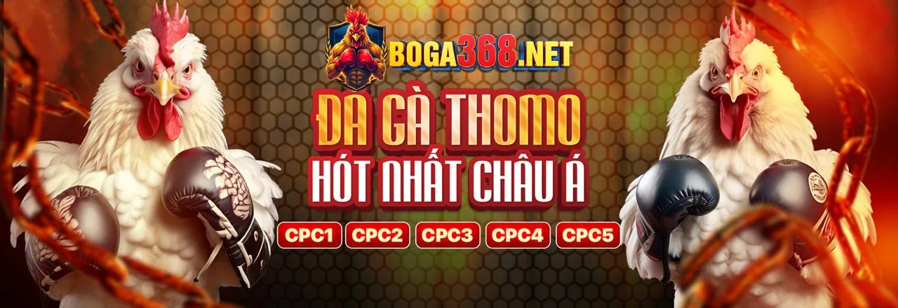 Hình ảnh chính về đá gà trực tiếp Thomo, minh họa trải nghiệm xem và cá cược đỉnh cao